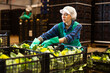 Young female employee in sorting factory for agricultural products working in warehouse of vegetables, checking and packing organic cauliflowers into plastic boxes