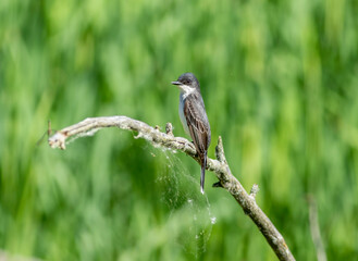 Wall Mural - An Eastern Kingbird perched on a dead tree branch during summer. 