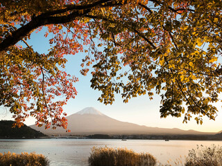 mt fuji lake kawaguchi autumn tree leaves