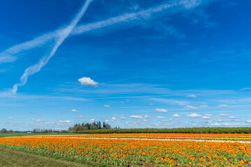 Wall Mural - Rainbow tulip fields in Oregon