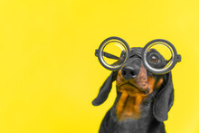 A Small Dog With Huge Round Glasses On A Yellow Background, Copy Space. Puppy In Stylish Pilot Glasses Looks Up In Bewilderment. Sale Of Fashionable And Modern Eyeglass Frames. Steampunk Dog.