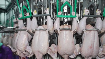 Wall Mural - Automate machine lock chicken whole for drill offal inside in poultry factory.