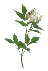 Poster - Blossoming Black elder, Sambucus nigra twig isolated on white background, the flowers are often used for making cordial 