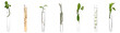 Set of test tubes with plants on white background