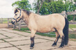 Ponny auf Reiterhof