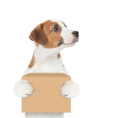 Wall Mural - Jack russell terrier puppy holds big box and looks away on empty space. isolated on white background