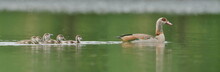 Egyptian Goose (Alopochen Aegyptiaca) With Six Ducklings Floats In The Water.