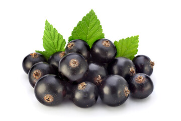 Wall Mural - Black currant on white