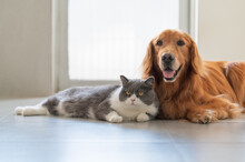 Golden Retriever And British Shorthair Are Friendly