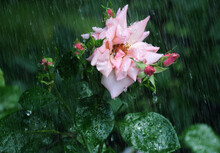 Pink Rose Under Rain