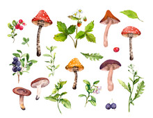 Set Of Forest Mushrooms, Berries, Grass And Wild Flowers. Botanical Watercolor Plants, Fungus Of Woodland. Hand Painted Illustrations Clip Art
