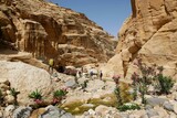 Fototapeta  - Dana Biosphere Reserve in Jordan. Amazing scenery in Wadi Ghuweir Canyon with river and blooming oleander bushes. Silhouette of hiking people on trail. 