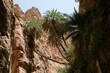 Dana Biosphere Reserve in Jordan. Amazing rocks and big palms in Wadi Ghuweir Canyon .