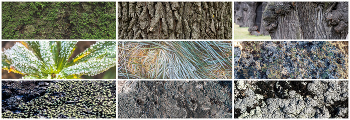 Wall Mural - Set of natural textures. Nature objects close-up: trunks and bark of trees, foliage of plants, surface of stones, grass and lichen, hoarfrost and snow. Collection of panoramic backgrounds for design.