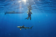 Swimming With Sharks Underwater In French Polynesia