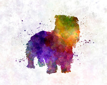 Irish Glen Of Imaal Terrier In Watercolor