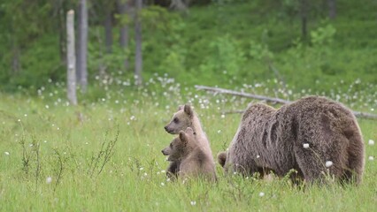 Wall Mural - Brown bear mother with three cubs in the middle of the cotton grass on a Finnish bog. Cubs standing on their hind legs.