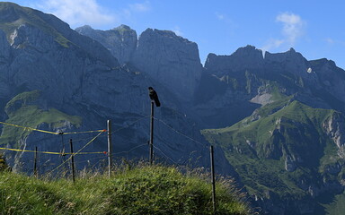 Sticker - Appenzell en juillet