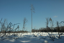 Winter Landscape Of Deforestation. Dry Branches Stick Out Of Snow.