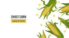 Banner With Corn On The Cob. Organic Food, Natural Sweet Corn