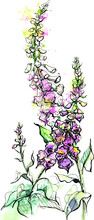 Watercolor And Ink Hand Drawn Foxglove Flowers And Leaves On Stalk