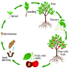 Wall Mural - Cherry plant growth cycle isolated on white background.