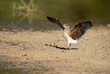 Young collared pratincole in a wetland in the center of the Iberian Peninsula with the last lights of the afternoon