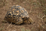 Fototapeta Konie - Leopardenschildkröte / Leopard Tortoise / Geochelone pardalis