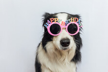 Happy Birthday Party Concept. Funny Cute Puppy Dog Border Collie Wearing Birthday Silly Eyeglasses Isolated On White Background. Pet Dog On Birthday Day