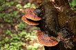 chaga mushroom grows on rotten stump