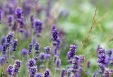 Fototapeta Lawenda - lavender flowers in a garden