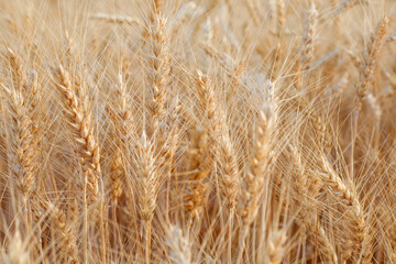 Wall Mural - Ears of wheat on the field as a background