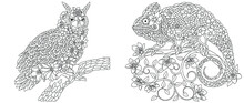 Owl And Chameleon Coloring Pages