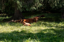 Family Of Scottish Cows Sheltered Under A Fir Tree In The Dolomites