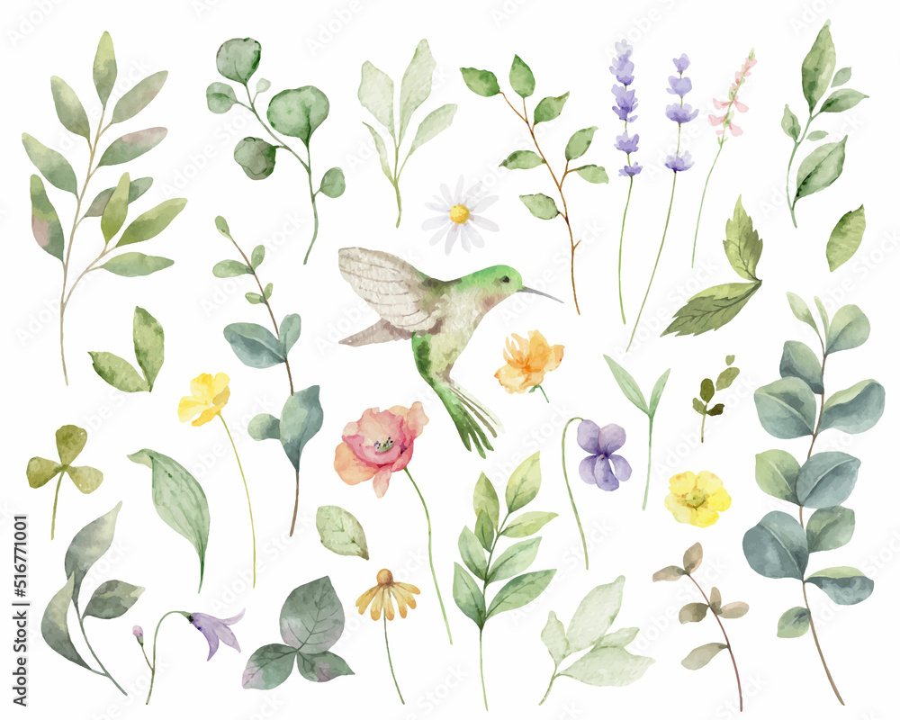 Hand painted vector watercolor set of herbs, flowers and hummingbird ...