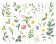 Hand painted vector watercolor set of herbs, flowers and hummingbird.