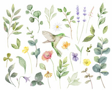 Hand Painted Vector Watercolor Set Of Herbs, Flowers And Hummingbird.