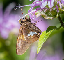 Small Brown Butterfly On A Purple Wildflower