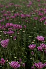  Violet chrysanthemum flowers in a nursery of a cut flower production system by producers in the city of Holambra, in the state of São Paulo, Brazil.