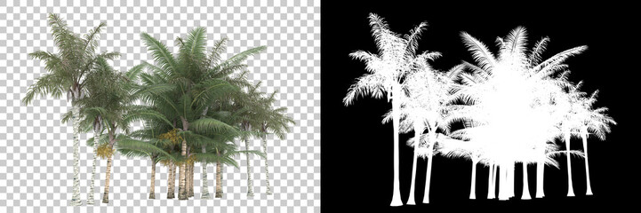 Palm trees isolated on background with mask. 3d rendering - illustration