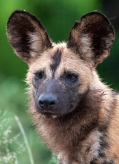 african wild dog