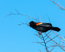 Red-shouldered Black Bird Perched On A Tree Limb