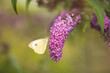 Sommerflieder mit einem weißen Schmetterling.