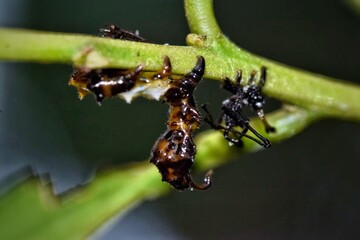 Caterpillar On Leaf