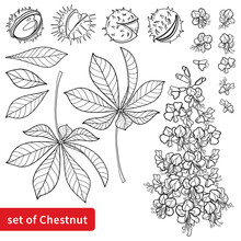 Set Of Outline Buckeye Or Horse Chestnut Flower, Seed And Leaf In Black Isolated On White Background. 