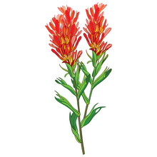 Outline Castilleja Or Indian Paintbrush Red Flower, Bud And Leaves Isolated On White Background.