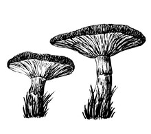 Two Mushrooms Ink Hand Drawn Vector Illustration.