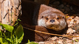 Fototapeta  - Lutra lutra, Eurasian otter, on a sunny summer day