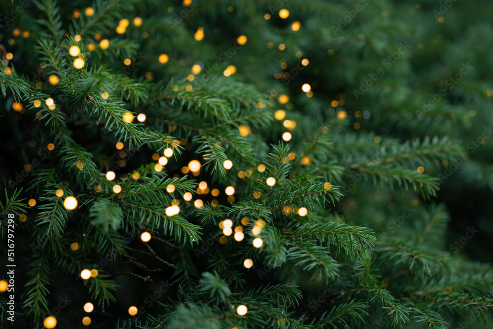 Thick branches of the Christmas tree are decorated with a golden ...