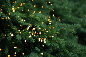 Wall Mural - thick branches of the christmas tree are decorated with a golden garland.